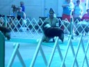 Sheltie In The Ring