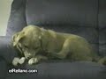 Perro furioso