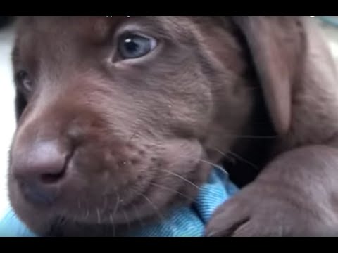 Day 39 – Mocha’s Chocolate Labrador Retriever Puppies get a New Room
