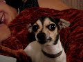 I love my evil underwear eating chihuahua I love my evil underwear eating chihuahua