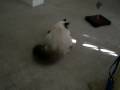 videos de Megatron vs Ikea Mouse, take 49879465827364