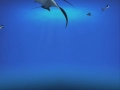 Sharks - Terrors of the Deep 2 screensaver