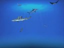 Sharks - Terrors of the Deep 2 screensaver
