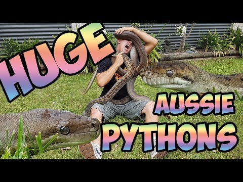 YouTube reptile video