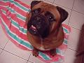 Baby the Bullmastiff2 Baby the Bullmastiff2