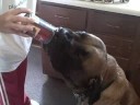 ALPO Real Meat Moments Video Contest