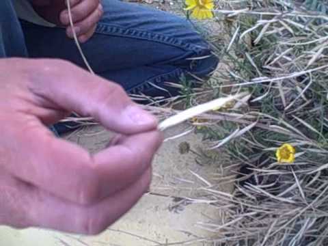 how to fertilize broad beans