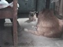 mi peluchin