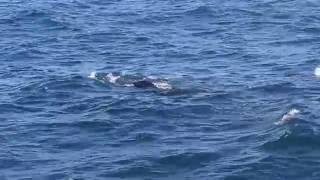 Baleines Pilotes à Andenes (Iles Lofoten)
