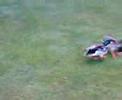 viscious duck fight