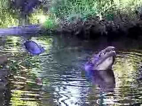 Alligator Growl