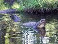 Alligator Growl