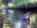 Alligator Growl