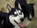 Born To Be Wild Dogs Born To Be Wild Dogs