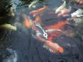 los pescaditos