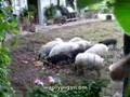 Mangalitsa Piglet Feeding