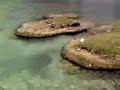 coquitos bacalar coquitos bacalar