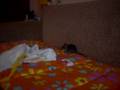videos de Spelen of vervelio