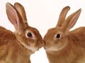 Telus Bunny Love - Love Machine