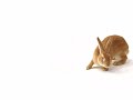 Telus Rabbit Commericial - Bunny Love Telus Rabbit Commericial - Bunny Love