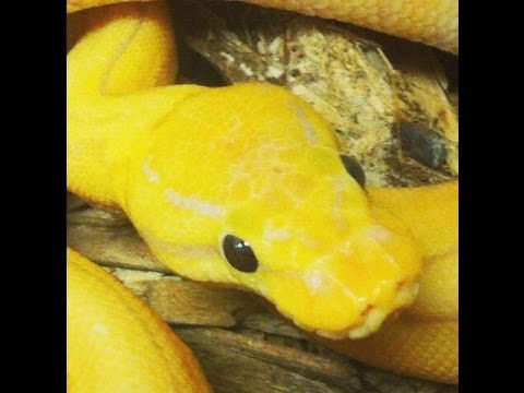 YouTube reptile video