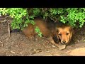 Run Dachshund Run Run Dachshund Run