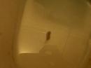 went to take a piss and saw this freaky looking thing swimming in the bowl... anyone know what it is?