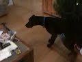 Magnum running from the vacuum
