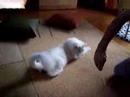 cachou et pinnut