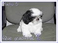 Lindos filhotinhos de Shih-Tzu á venda! Lindos filhotinhos de Shih-Tzu á venda!