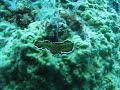 nudibranch moving nudibranch moving