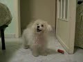 Il cagnolino di nonna | The little poodle of my grandmother Il cagnolino di nonna | The little poodle of my grandmother