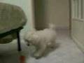 Il cagnolino di nonna | The little poodle of my grandmother