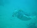 cuttlefish
