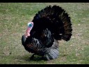 Hunting with Jim and Joe Part 3