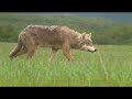 Wolf and Grizzly: Wolf stalks and teases grizzly sow and cubs, Katmai Alaska