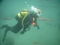 BUCEO EN PECIOS GIBRALTAR 2 BUCEO EN PECIOS GIBRALTAR 2