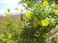 valencia Philippines Bohol valencia Philippines Bohol