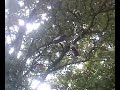 Shoes In The Tree Shoes In The Tree