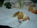 ocellatus gold