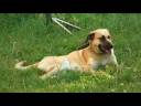detecting antifreeze poisoning in pets involves looking for symptom such as vomiting, listlessness and weaving, sometimes combined with the smell of antifreeze. take immediate action after detecting antifreeze poisoning in a pet with tips from a veterinarian in this free video on dog care.