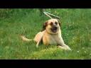 detecting antifreeze poisoning in pets involves looking for symptom such as vomiting, listlessness and weaving, sometimes combined with the smell of antifreeze. take immediate action after detecting antifreeze poisoning in a pet with tips from a veterinarian in this free video on dog care.