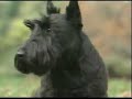 Barney Bush White House Christmas video