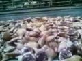 invasione di prosciutti a sturno