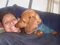 2 - Cachorro Daschund - Scooby