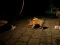 Sadie v Pugli