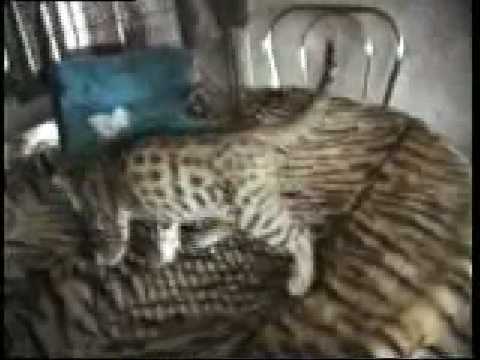bengaalse tijgerkat - bengal cat, bengaalse kat, tijgerkat gekruist met een wilde kat.