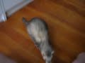 Ferret does THREE different tricks