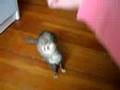 Ferret does three different tricks