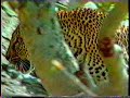 Leopard  Cheetah vs Baboons